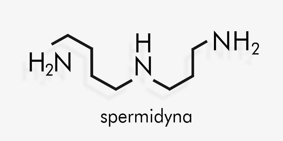 Czym jest spermidyna i jakie ma właściwości?
